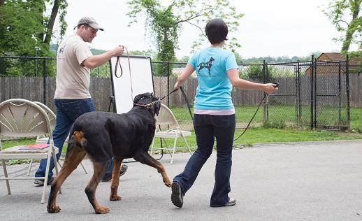 Learning to safely take possession of an agressive dog.