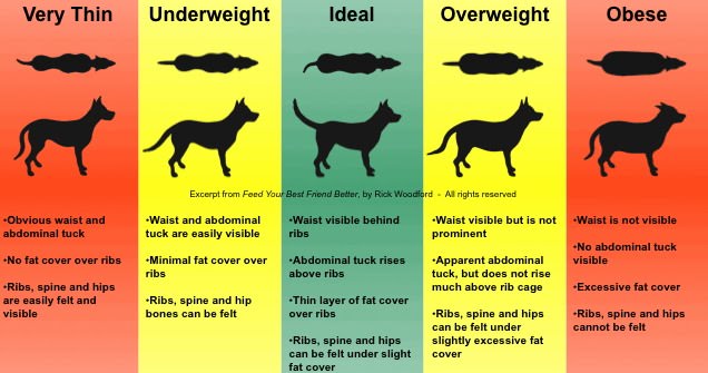 https://www.dogtraining.world/wp-content/uploads/2017/08/Dog-weight-chart.jpg