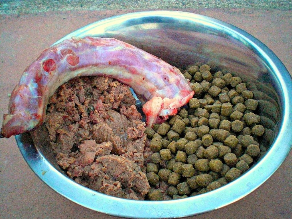 whats the best dog food in the world