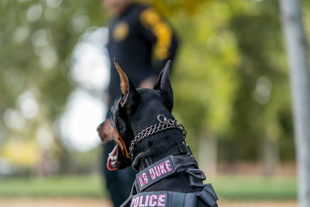 K9 Tips on Tuesdays: Keep Your Paws Off Working Dogs