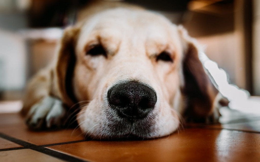 K9 Tips on Tuesdays: Seasonal Allergies and Your K9