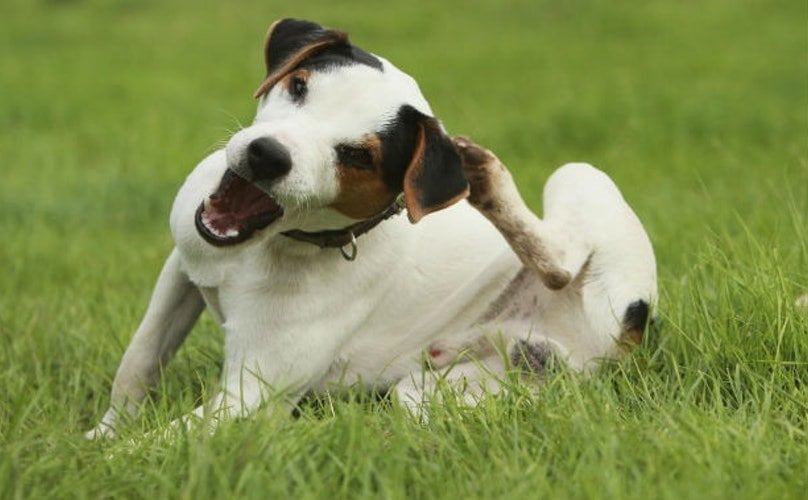 K9 Tips on Tuesdays: Get Ready for Tick Season