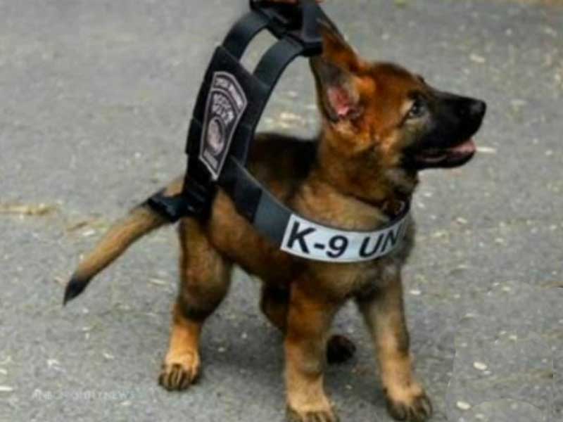 K9 Tips on Tuesdays: Distraction-Free Training