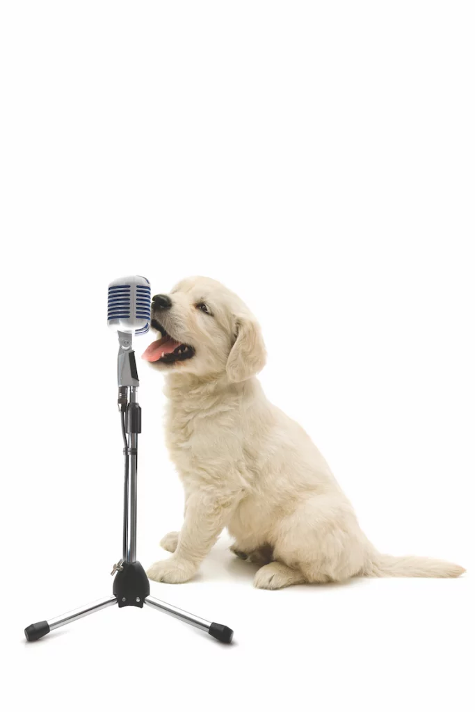 General Dog Training Discussion