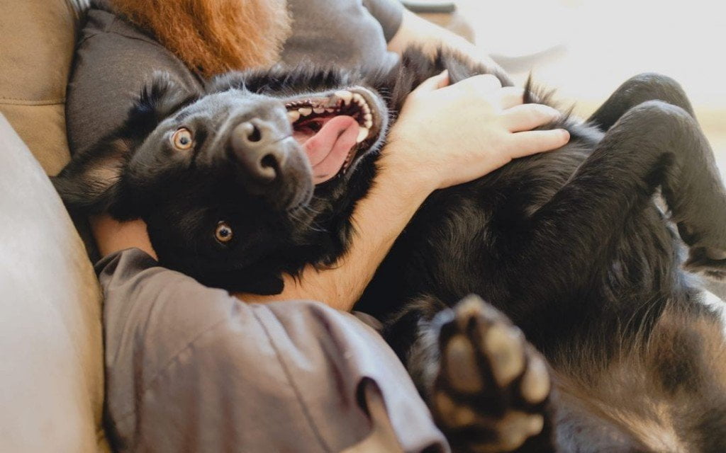 K9 Tips on Tuesdays: Indoor Exercise