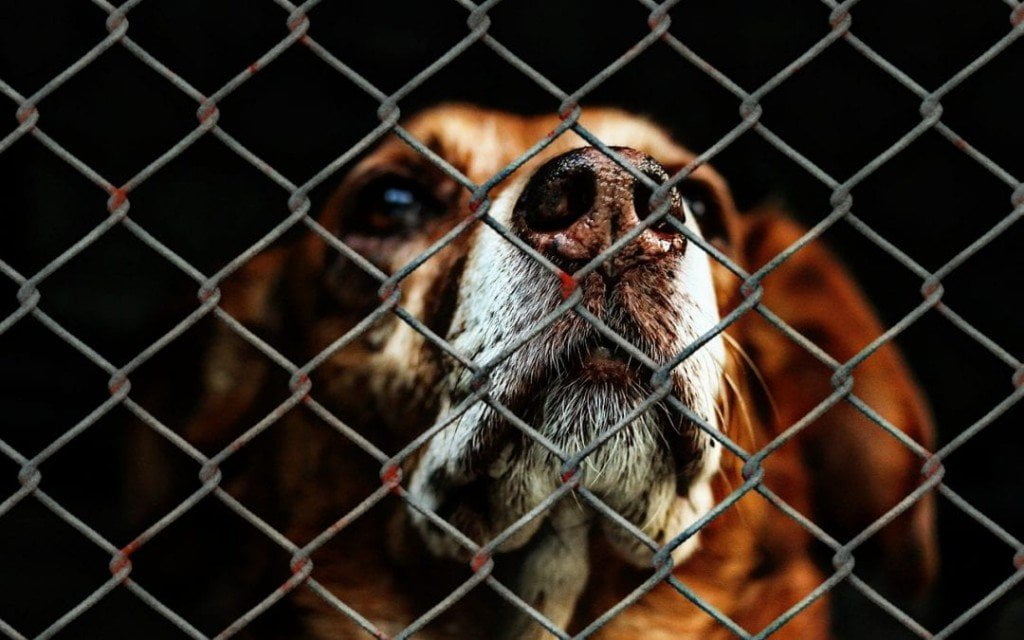 K9 Tips on Tuesdays: Adopting Shelter and Rescue Dogs