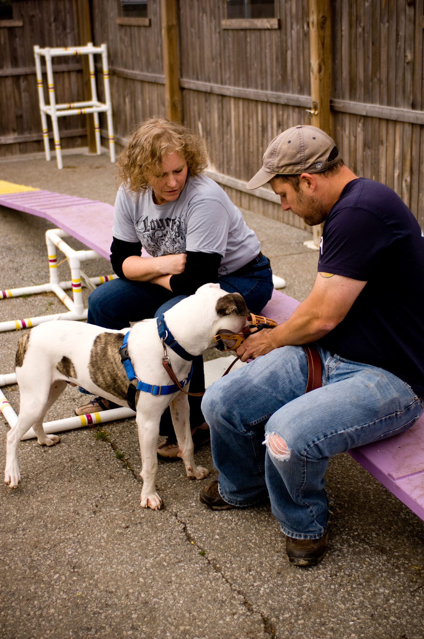 DogTraining.World Education and Support for Professional Dog Trainers.