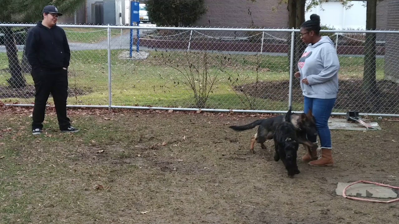 Barrier Frustration Plans DogTraining.World