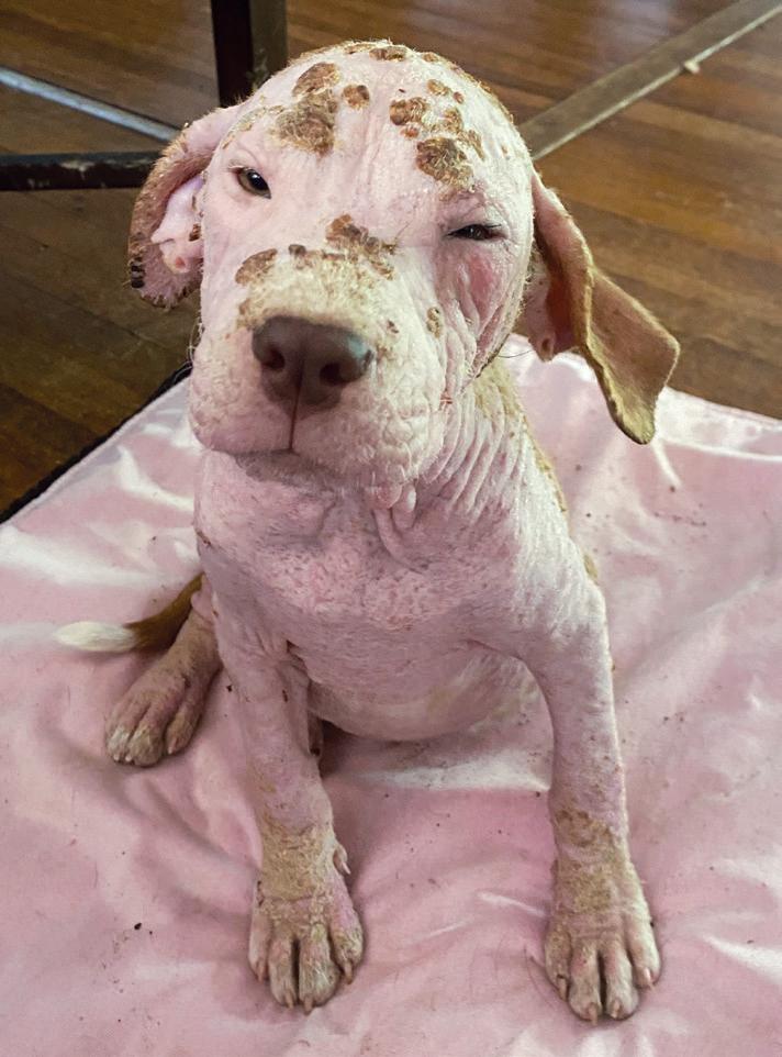 Managing pet mange DID - Issuu