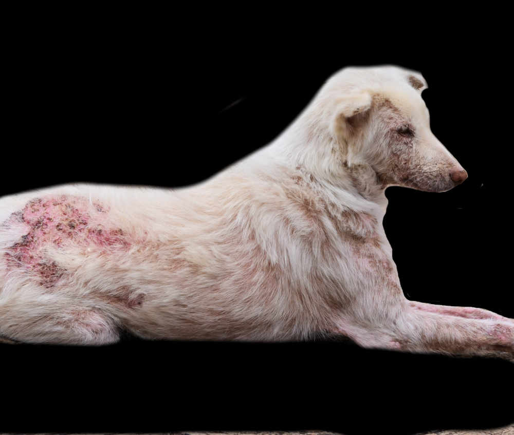 11 Pictures of Dog Scabies [With Veterinarian Comments]